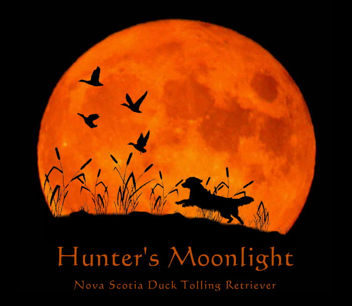 Hunter's Moonlight betreten