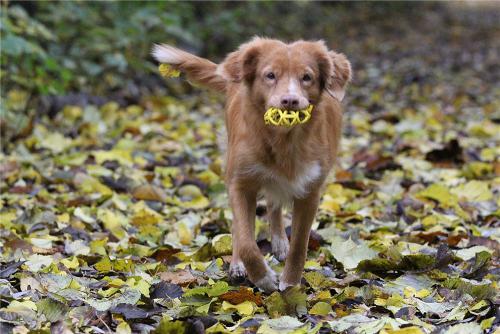 herbst37.jpg