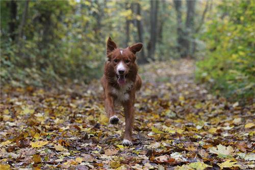 herbst31.jpg